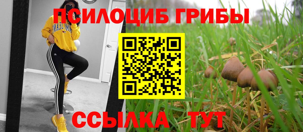 Галлюциногенные грибы прущие грибы  Вход с VPN  Тулун  Галлюциногенные грибы Psilocybine cubensis 